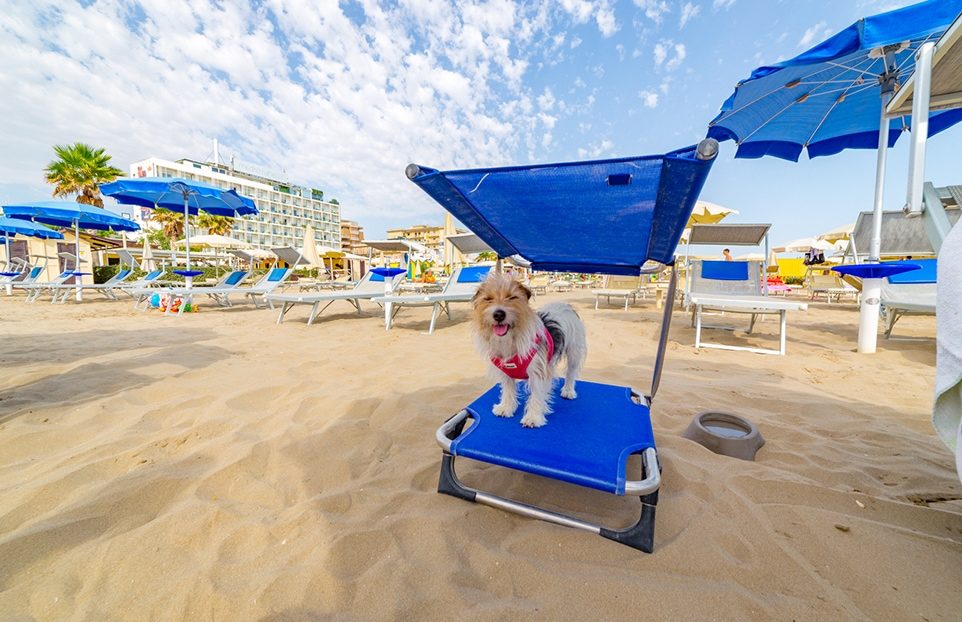 Cerchi una spiaggia per cani a Riccione? Vieni da noi!